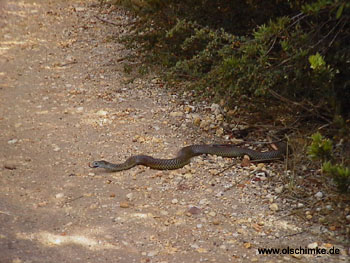 Black_Whip_Snake